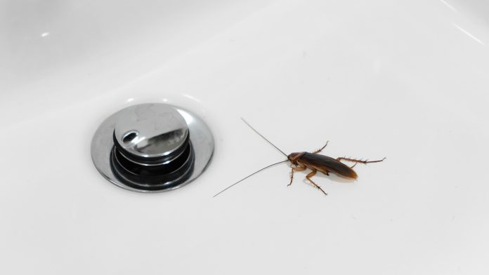 Cockroach