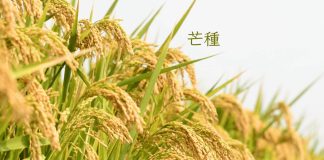 Grain In Ear