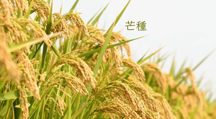Grain In Ear