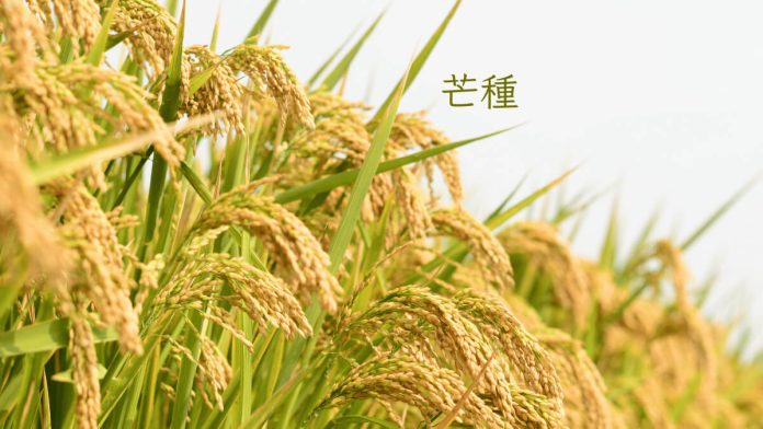 Grain In Ear