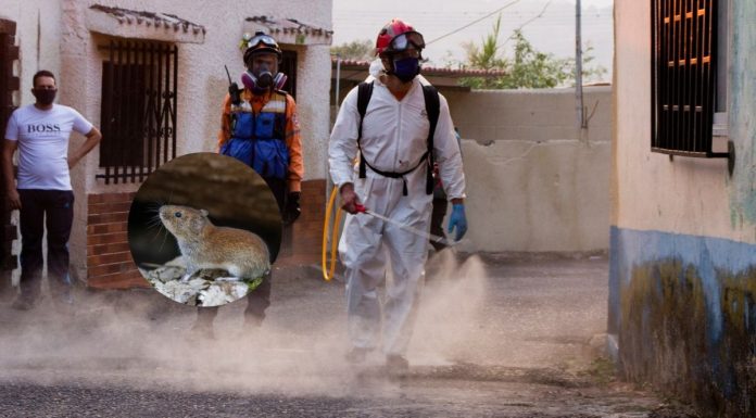 Hantavirus Infection And Prevention