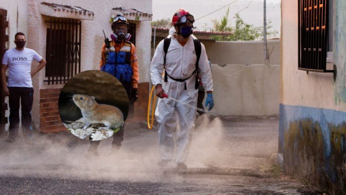 Hantavirus Infection And Prevention