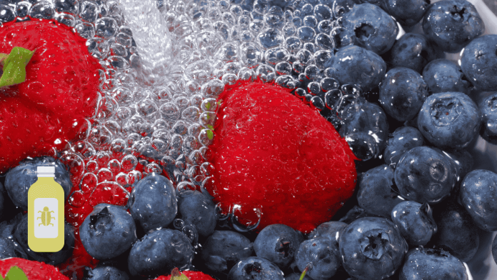 Blueberry