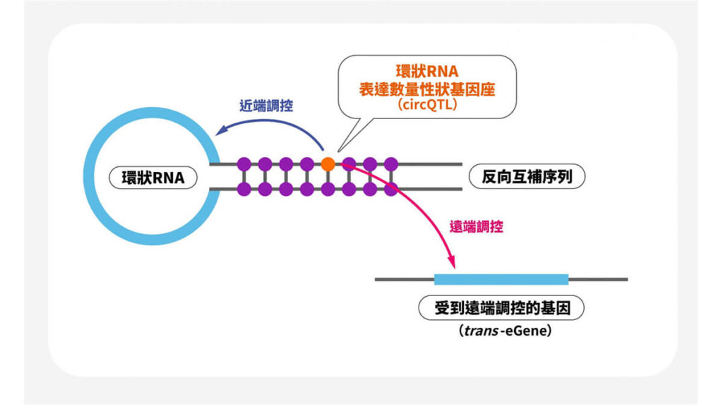 CRNA 4