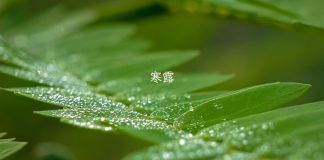 Cold Dew 2024