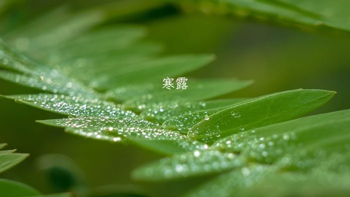 Cold Dew 2024