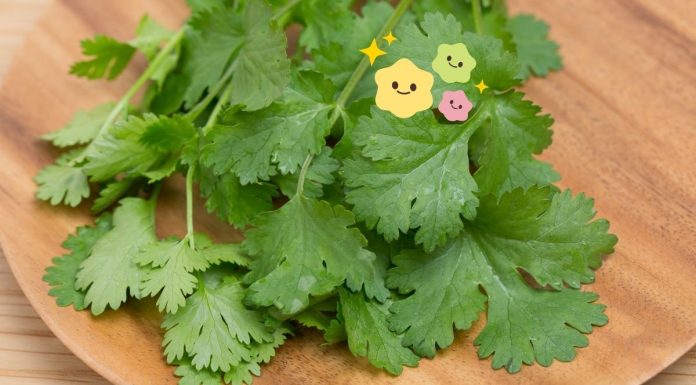 Coriander Benefits
