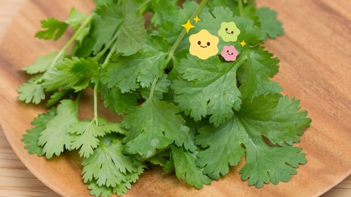 Coriander Benefits