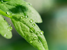Drops Transparent Water Green Leaves Macro