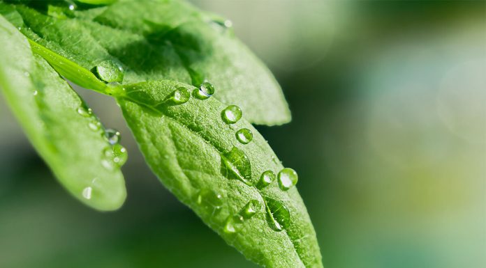 Drops Transparent Water Green Leaves Macro