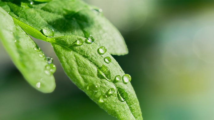 Drops Transparent Water Green Leaves Macro