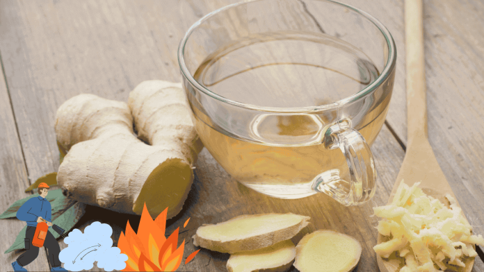 Ginger Metabolism Switch TCM