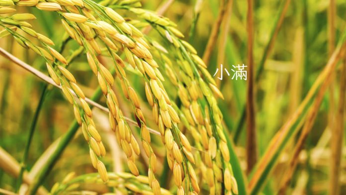 Grain Buds