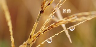 Grainrain2