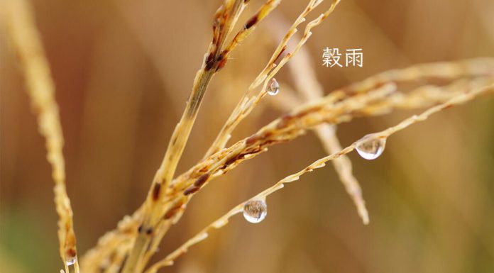 Grainrain2