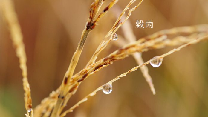 Grainrain2