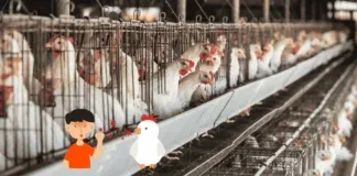 H5n5 Bird Flu