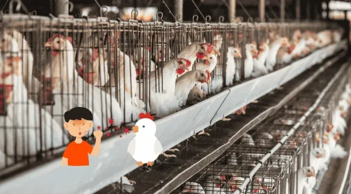 H5n5 Bird Flu