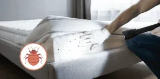 Japan Travel Bed Bug Map Prevention Tips