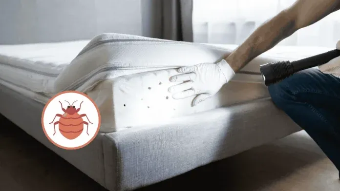 Japan Travel Bed Bug Map Prevention Tips