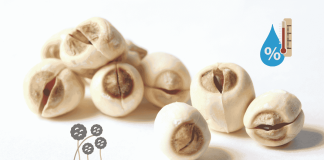Lotus Seeds