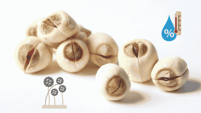 Lotus Seeds Lotus Seeds