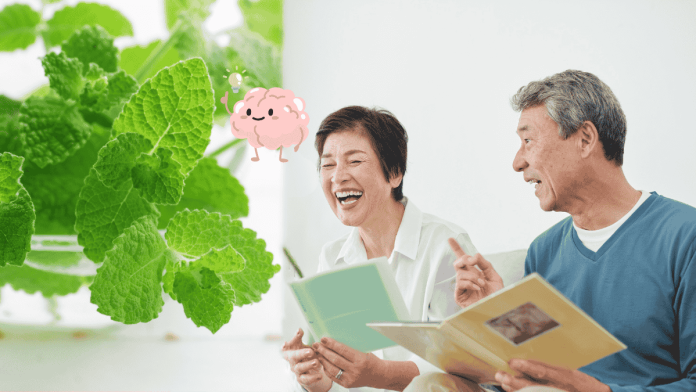 薄荷每天吸15分鐘防失智!醫曝「這成分」可增強記憶力、抗發炎,最推3安全使用方式