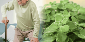 Misuse Of Indian Borage Cause Nerve Damage