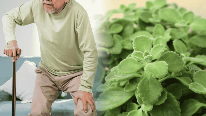 Misuse Of Indian Borage Cause Nerve Damage