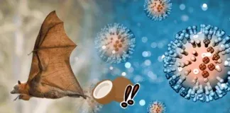 Nipah Virus India Outbreak Symptoms Prevention