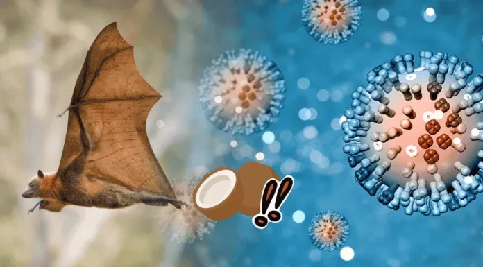 Nipah Virus India Outbreak Symptoms Prevention