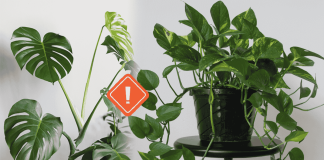 Poisonous Plants For Kids Pets