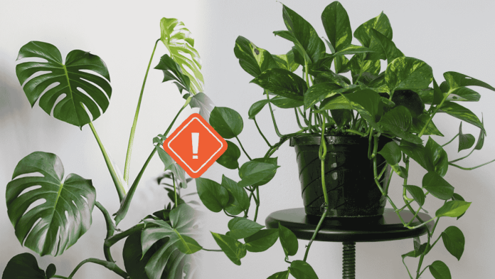 Poisonous Plants For Kids Pets