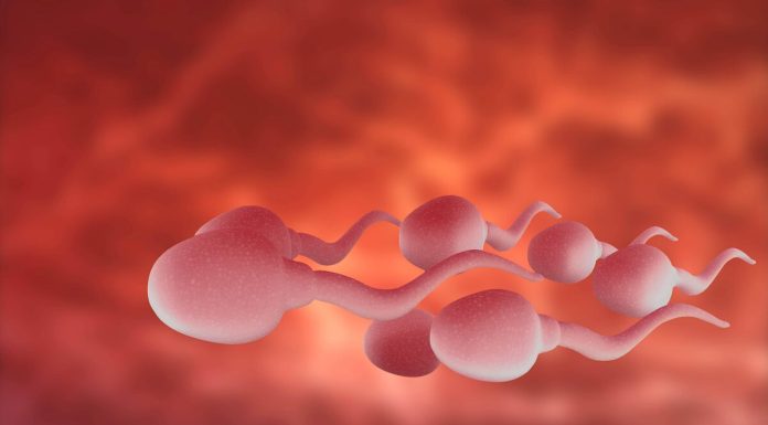 Sperm
