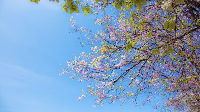Spring Equinox