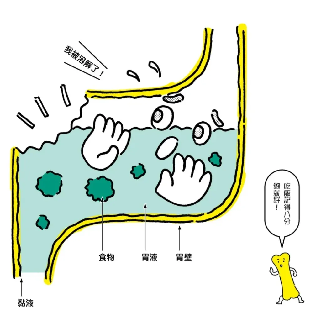 stomach 在胃裡竟然會發生不僅溶解食物,就連它本身也被溶解的意外事故