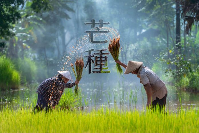 芒種濕氣重