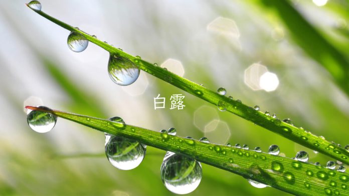 White Dew