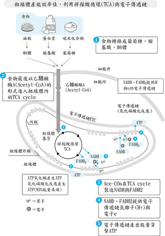 圖⽰5 粒線體產能效率佳，利⽤檸檬酸循環(TCA)與電⼦傳遞鏈