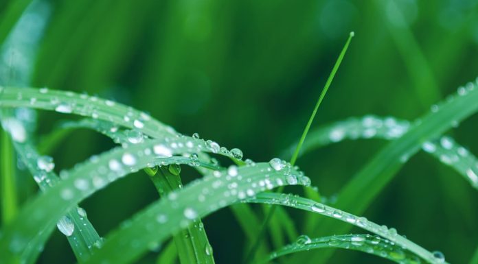寒露節氣