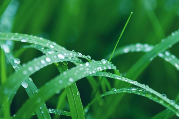 寒露節氣