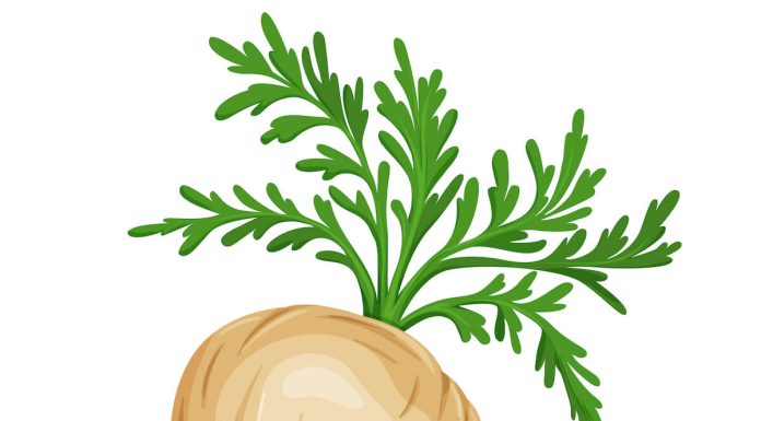 瑪卡(Maca)秘魯人參
