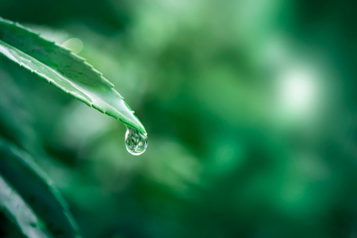 二十四節氣:白露 白露時節的養生筆記!