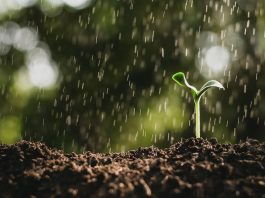 二十四節氣:穀雨 穀雨 時節的養生筆記! 穀雨 節氣