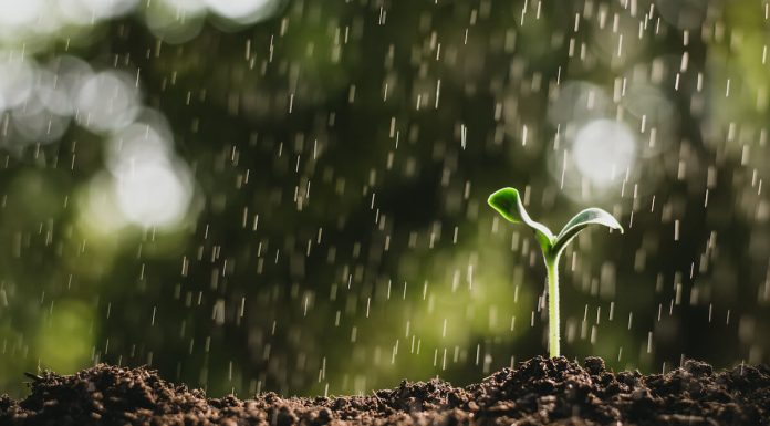 穀雨 節氣