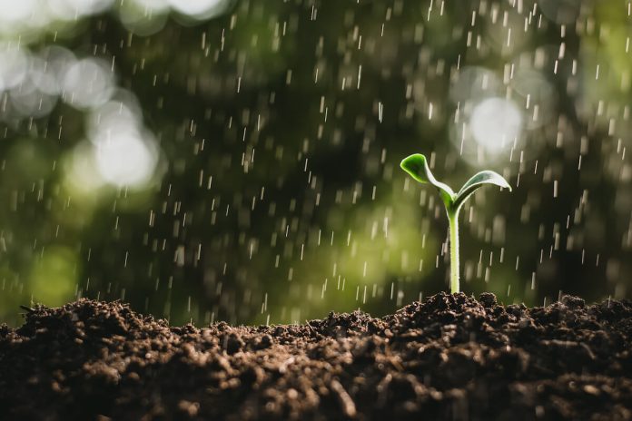 穀雨 節氣