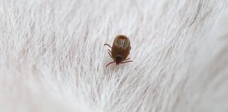 蜱蟲