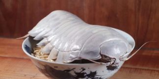 詹姆斯具足蟲