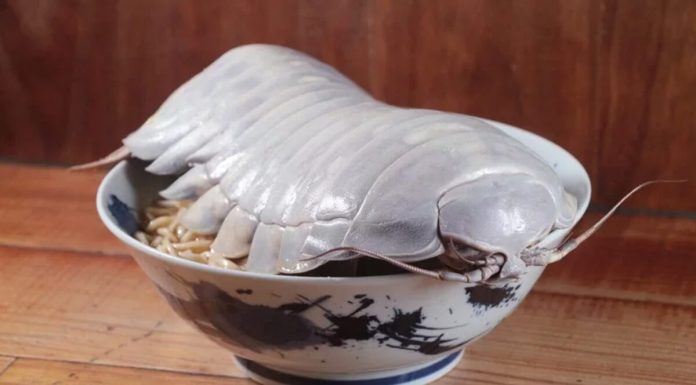 詹姆斯具足蟲