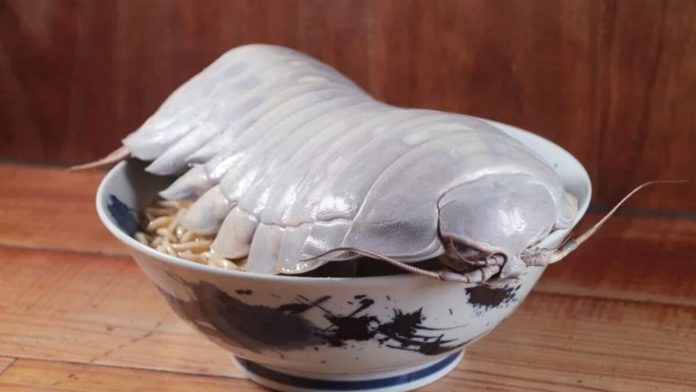 詹姆斯具足蟲
